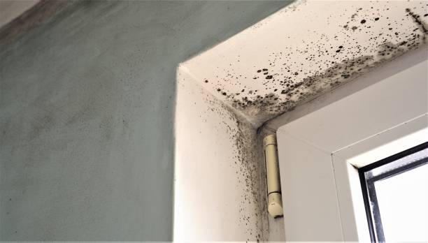 Best Air Quality Testing for Mold Spores  in Woodlynne, NJ