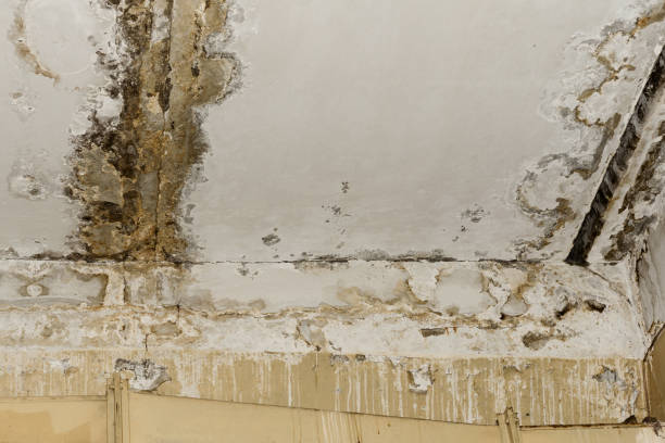 Best Attic Mold Removal  in Woodlynne, NJ