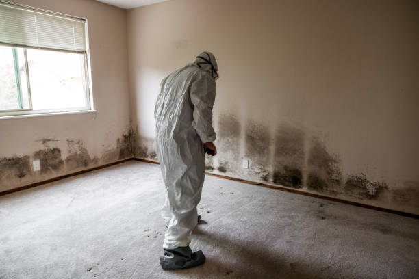 Trusted Woodlynne, NJ Mold Removal Experts